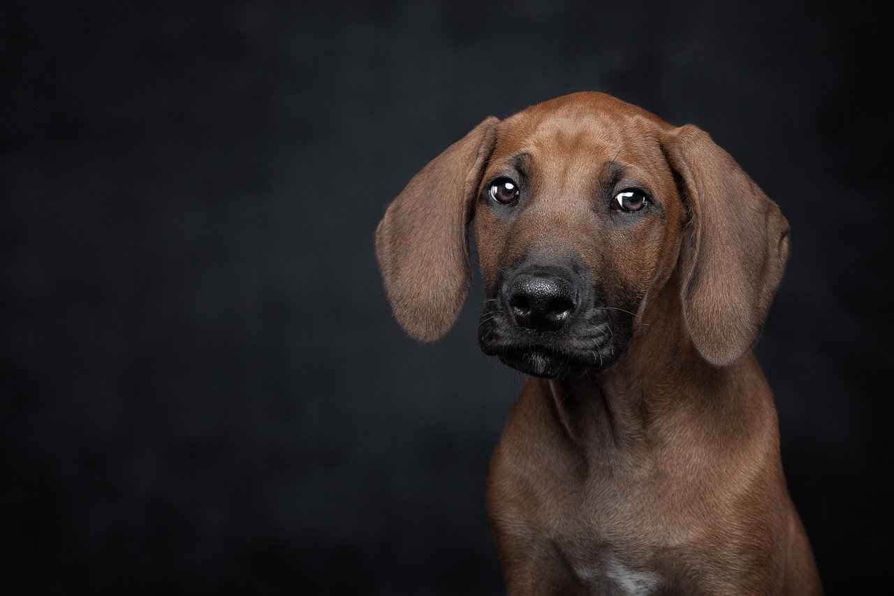 Why Choose Amazon for Dog Beds?