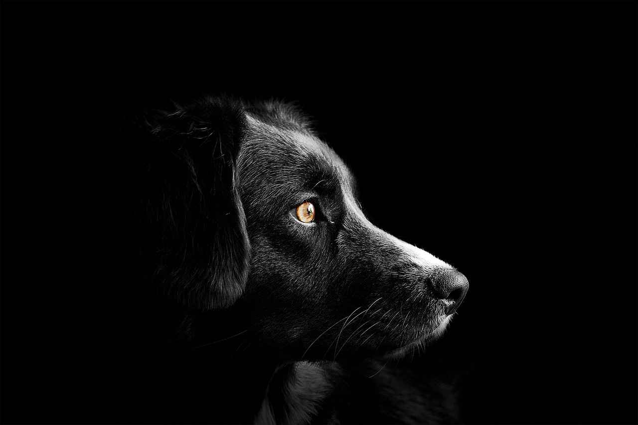 Factors to Consider When Choosing a Dog Bed
