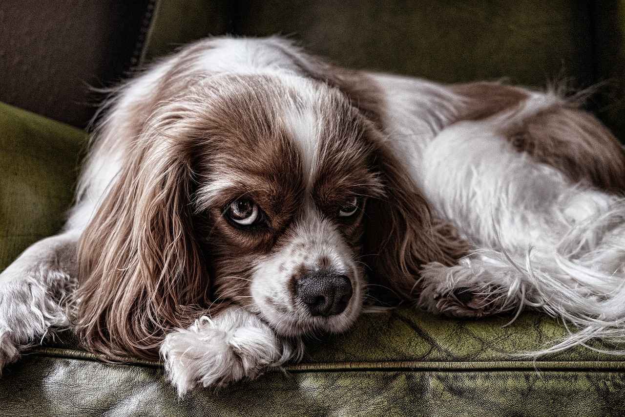 Maintaining Your Dog's Crate Bed