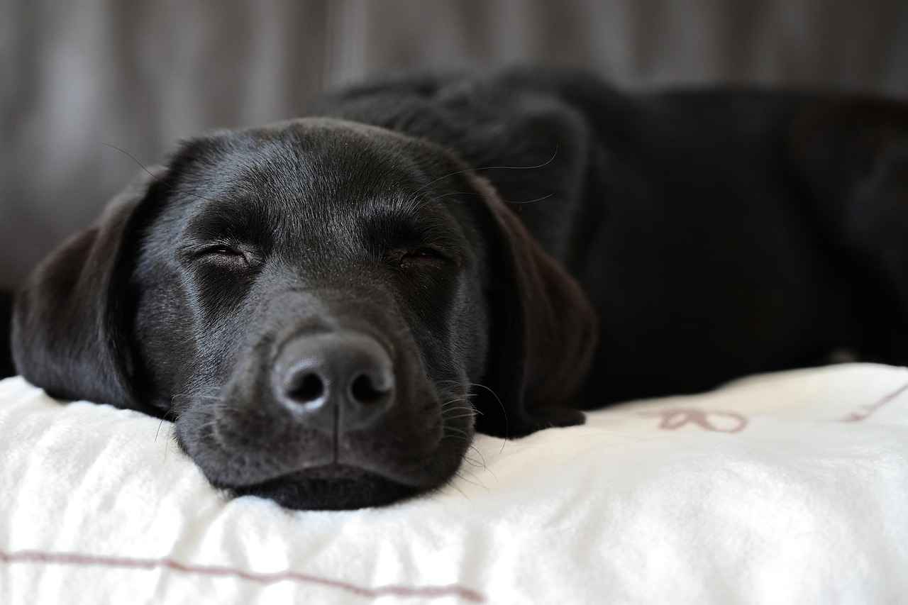 Understanding Your Dog's Sleeping Needs