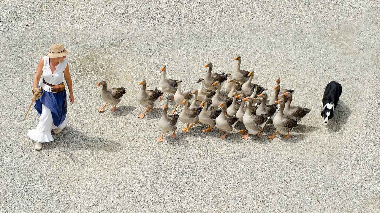 8. Budgeting for a Dog Bed