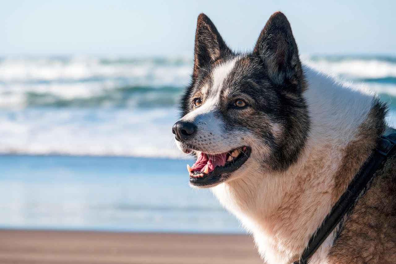 How to Properly Care for Your Dog's Bed