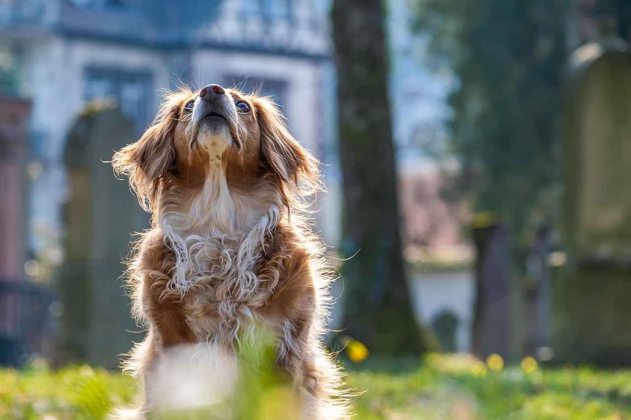 Conclusion: Finding the Ideal Bed for Your Large Dog