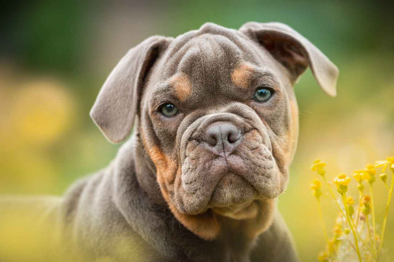 How to Clean and Maintain Your Dog Bed