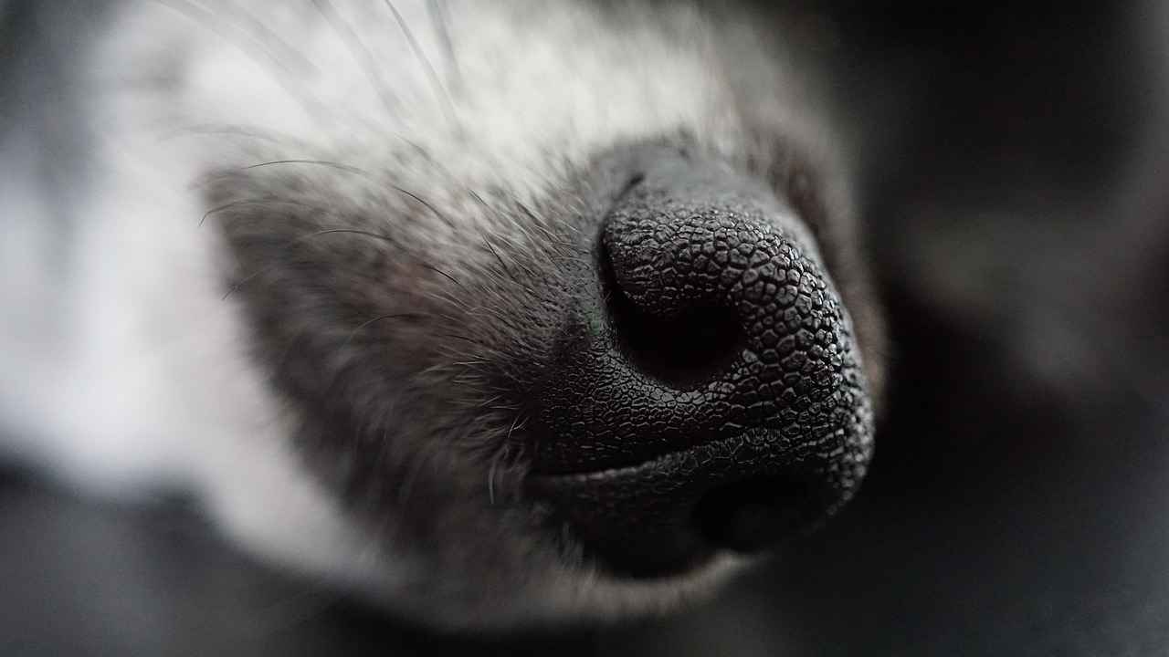 Factors to Consider When Choosing a Dog Bed