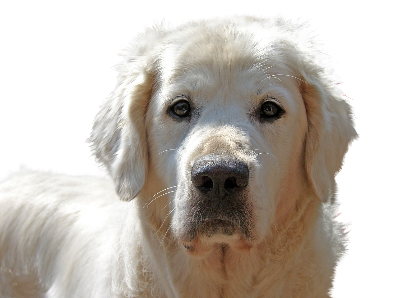 Maintenance Tips for Big Dog Beds