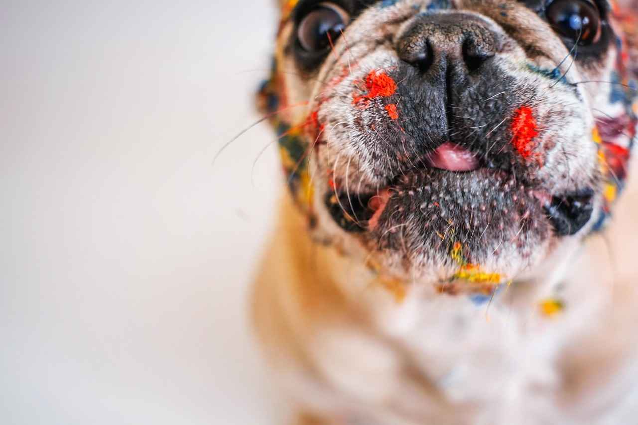 How to Care for a Calming Dog Bed