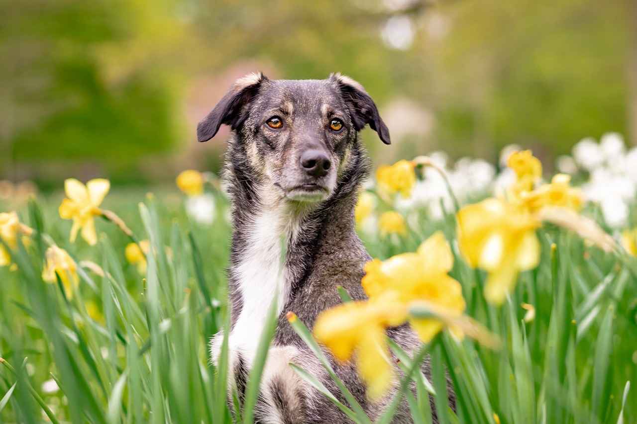 Where to Buy Calming Dog Beds