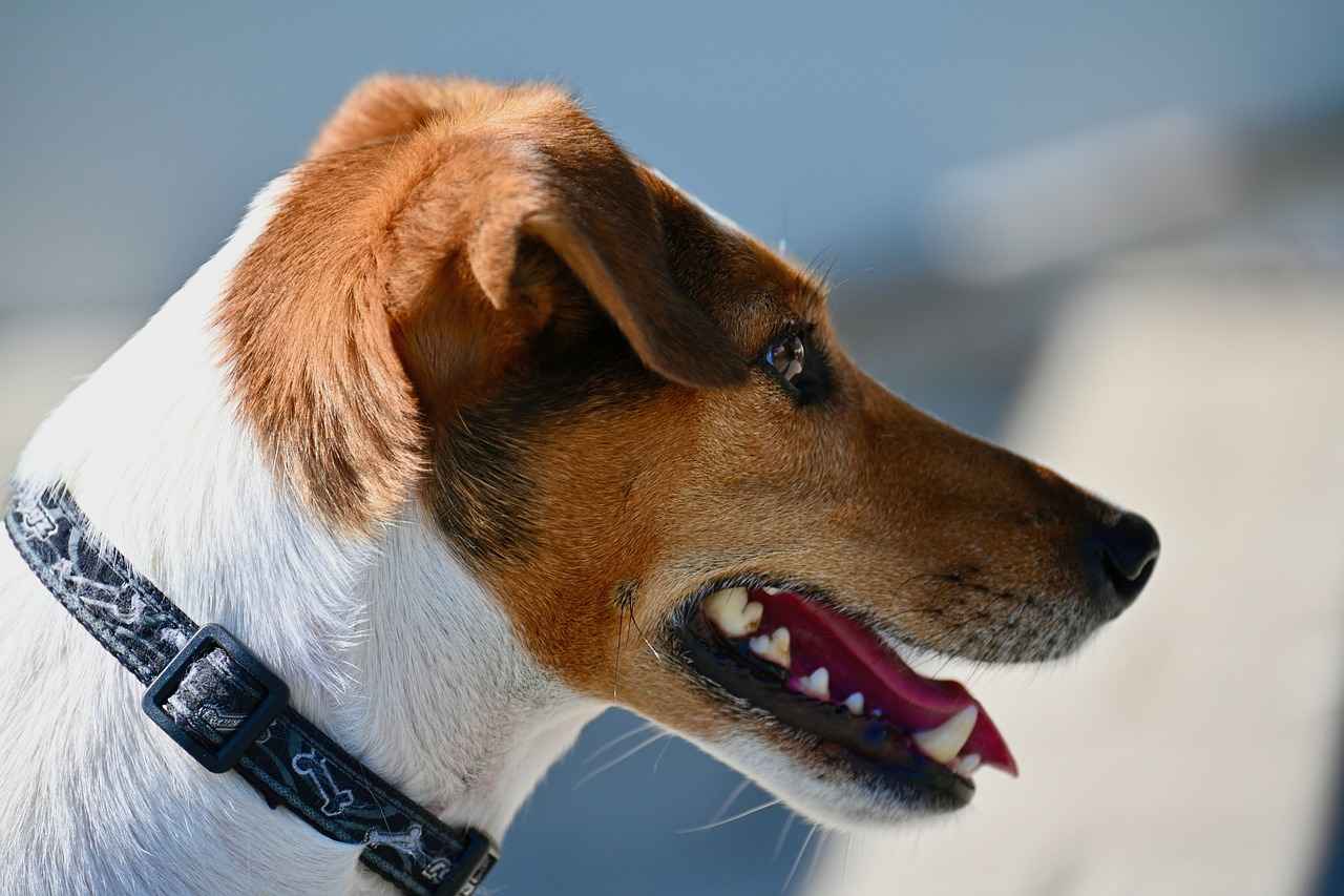 Conclusion: Investing in Your Dog’s Comfort
