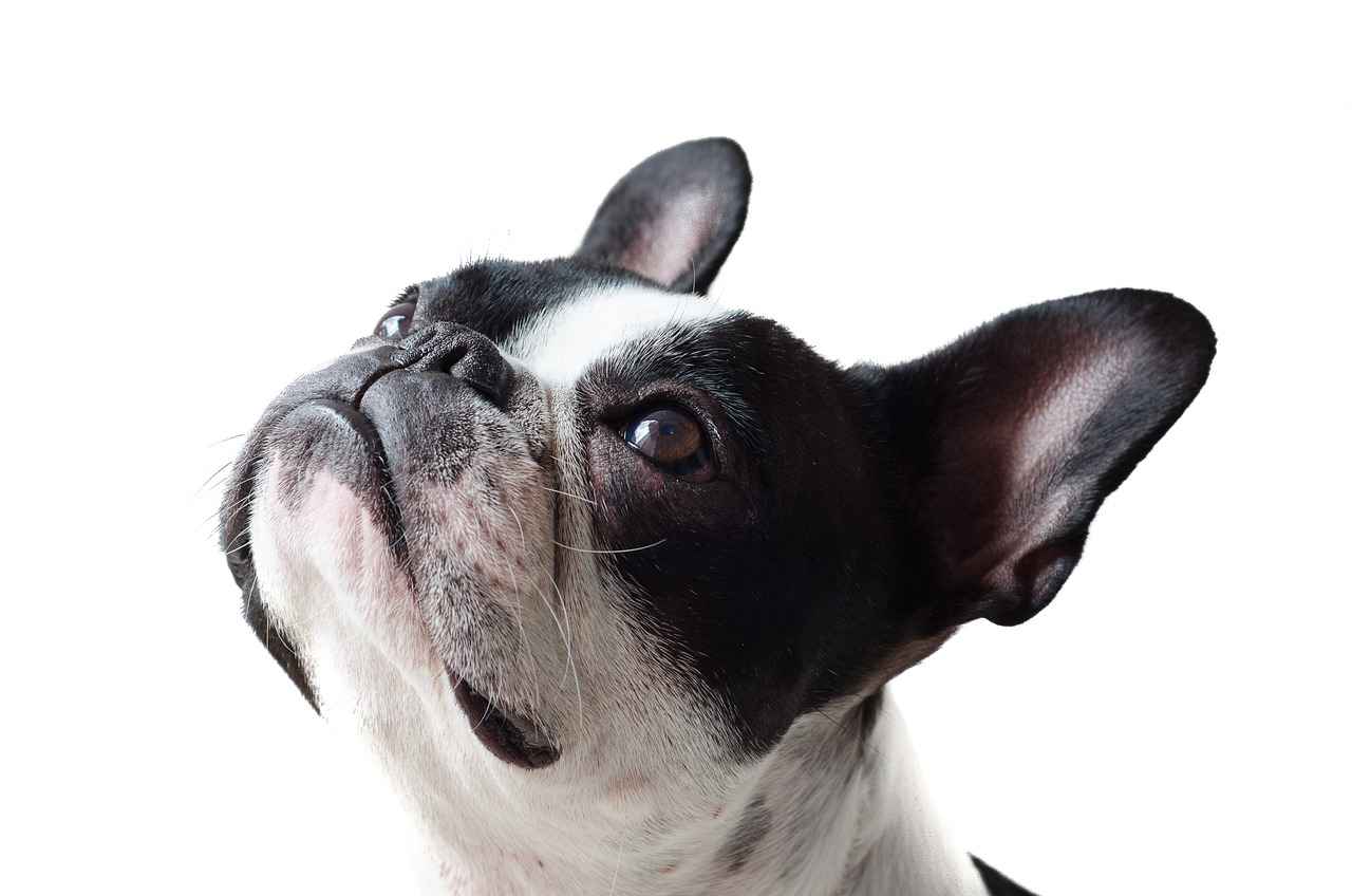 Benefits of Calming Dog Beds