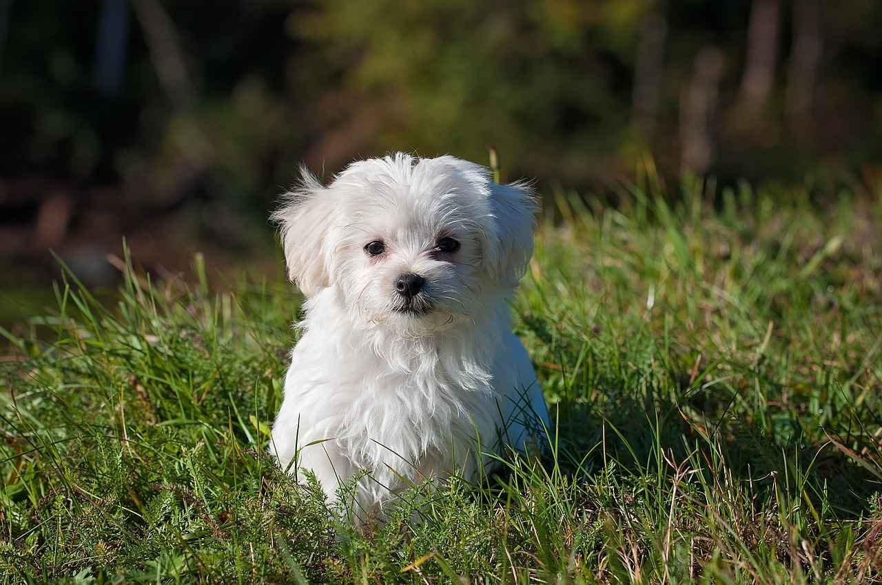 Understanding Chew-Proof Dog Beds