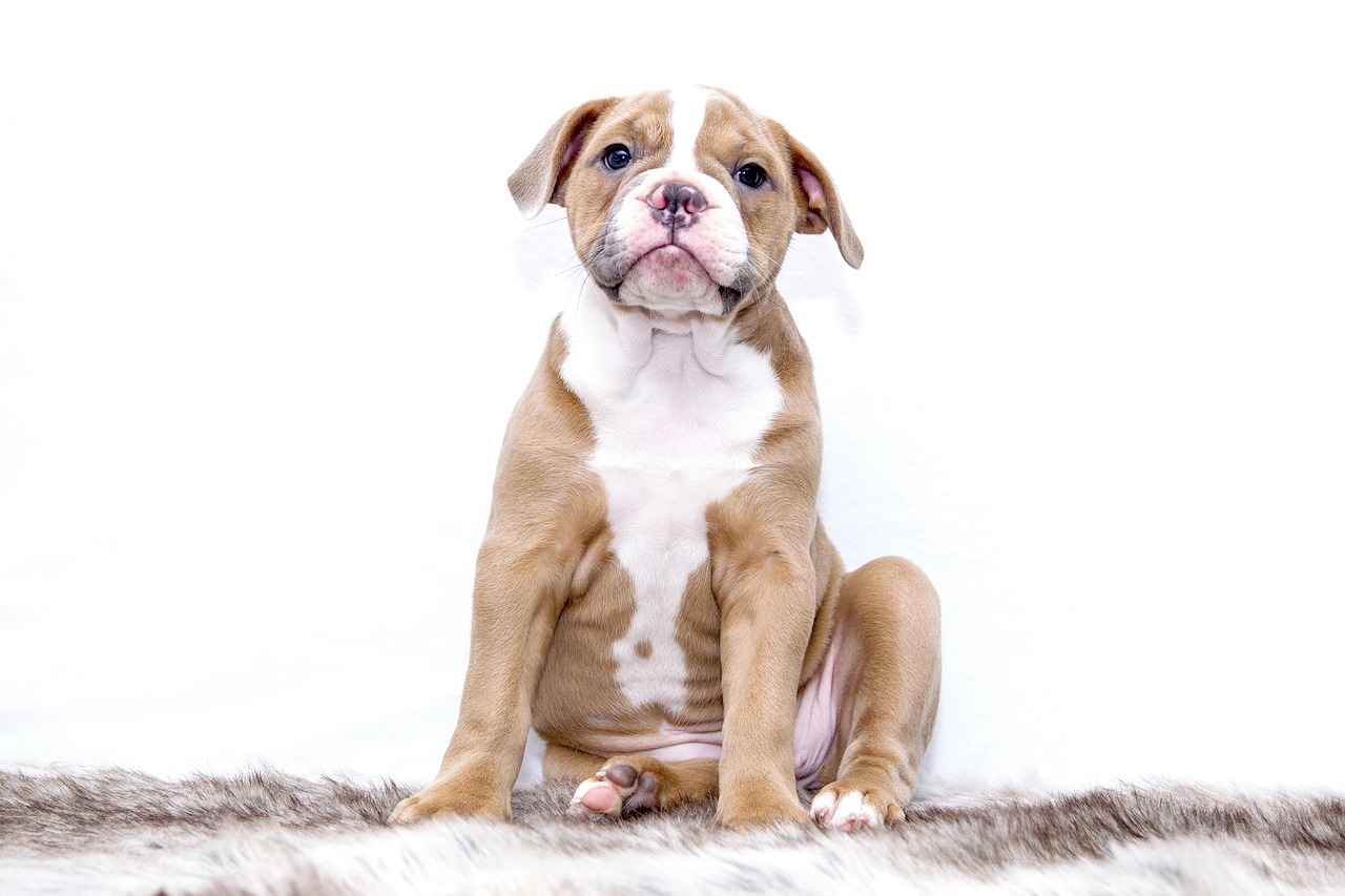 Top Brands for Chew-Proof Dog Beds