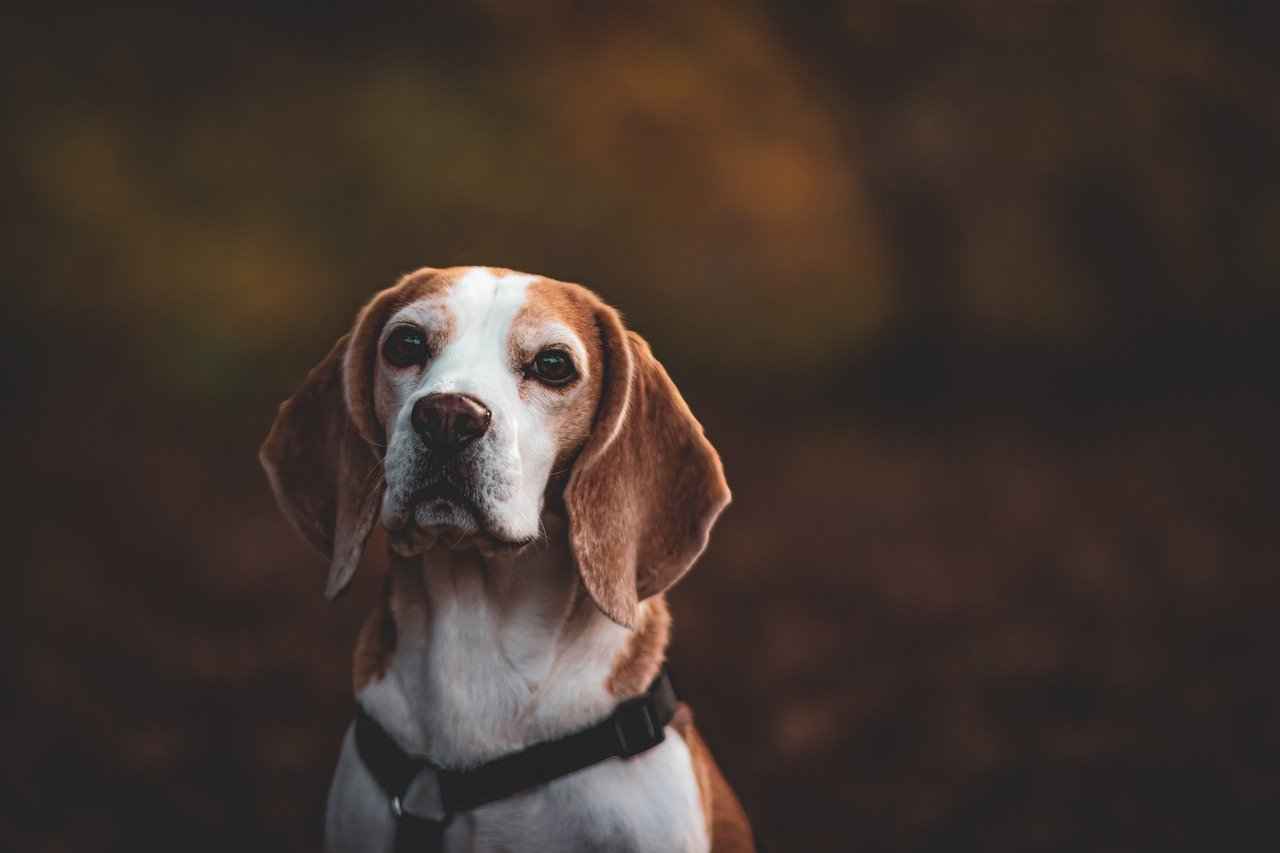 Conclusion: Investing in Your Dog's Comfort