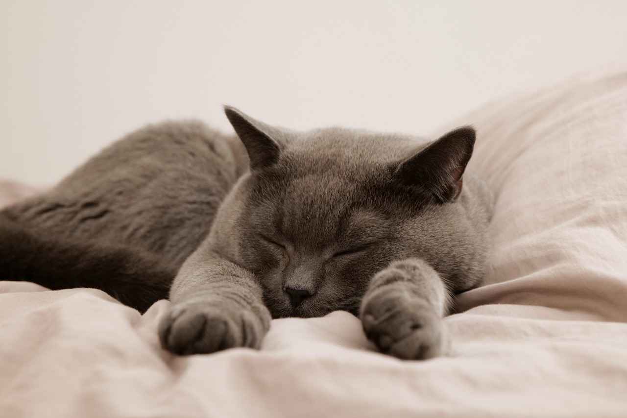 Where to Buy Cooling Beds for Dogs