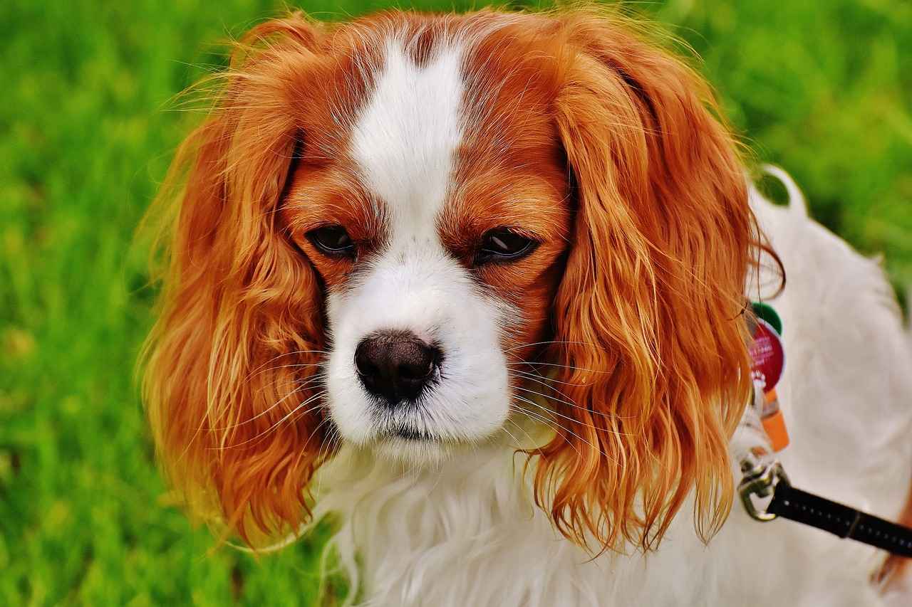 Conclusion: The Importance of Keeping Your Dog Cool