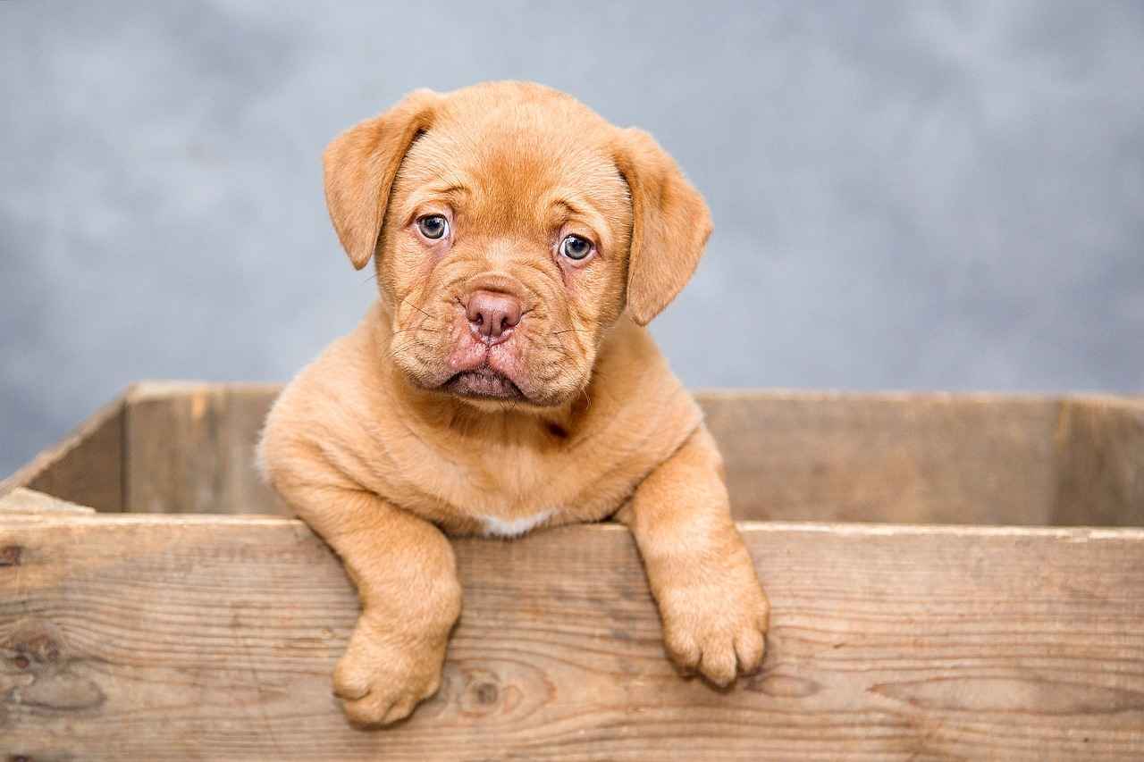 Top Trends in Dog Bed Designs