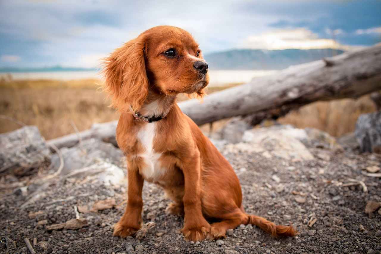 Designing Your Dog Bed