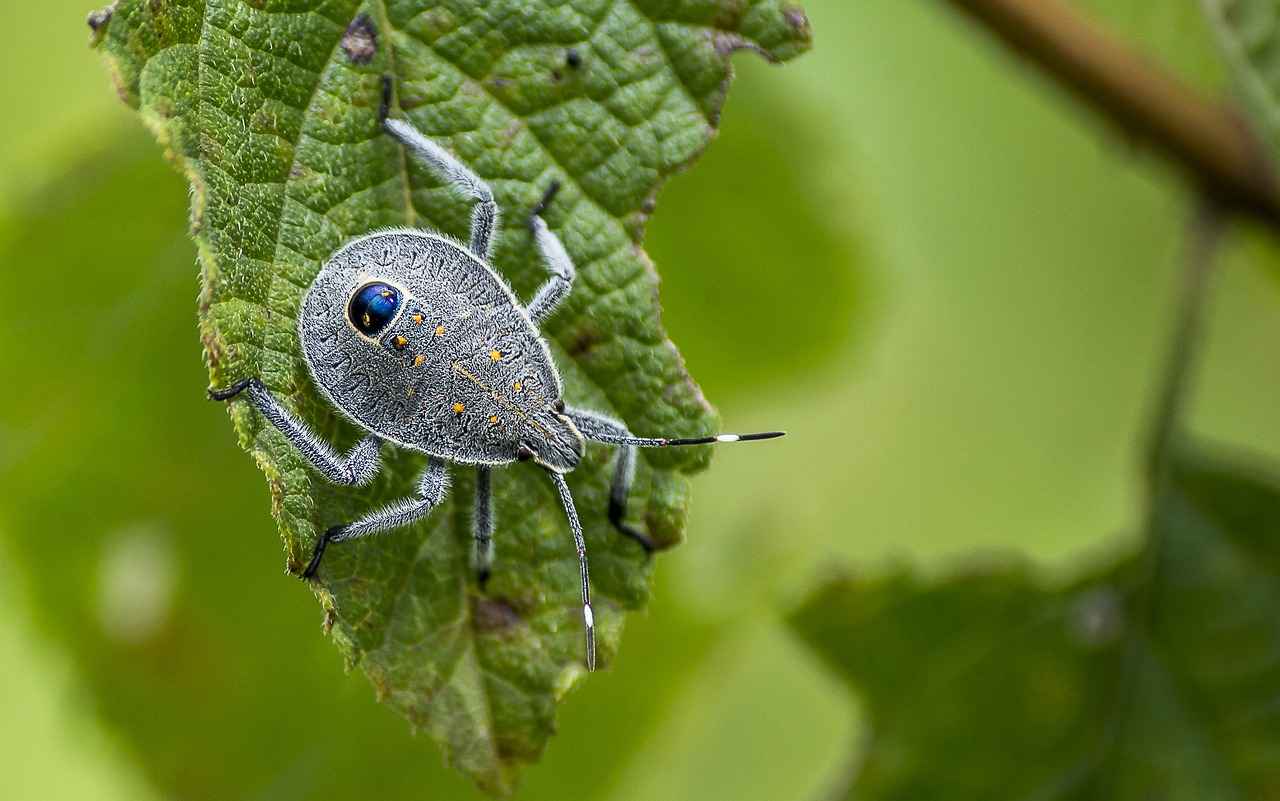 Understanding Bed Bugs