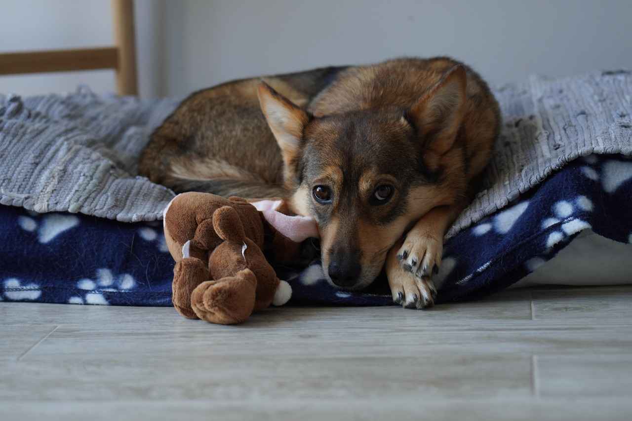 Maintaining Your Dog Bed Cover