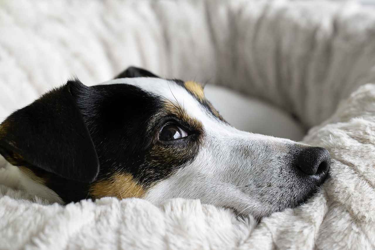 Tips for Transitioning Your Dog to a Couch Bed