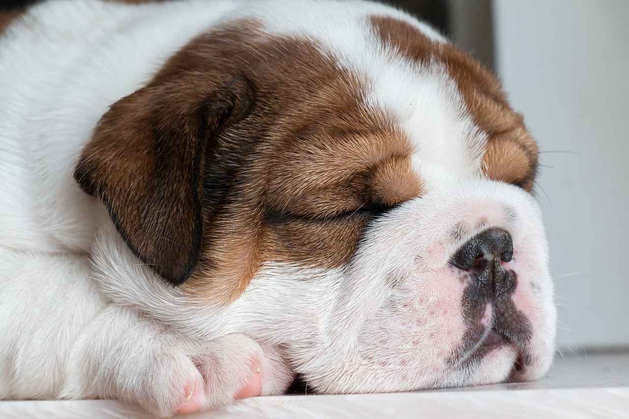 Potential Health Risks of Sleeping with Your Dog