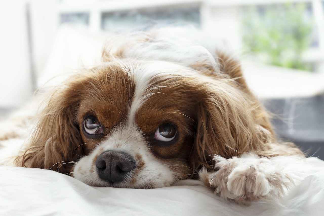 Why Large Dog Beds Matter