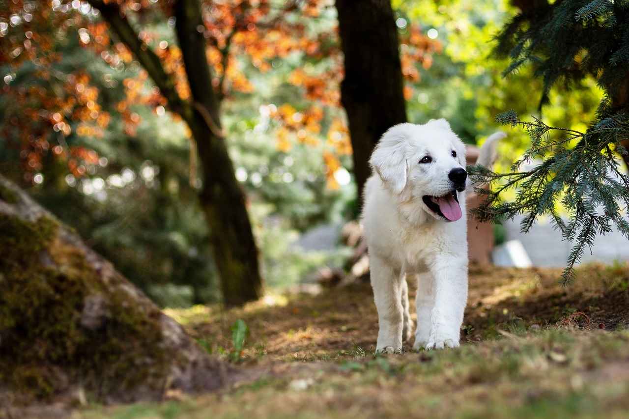 Top Brands for Large Dog Beds