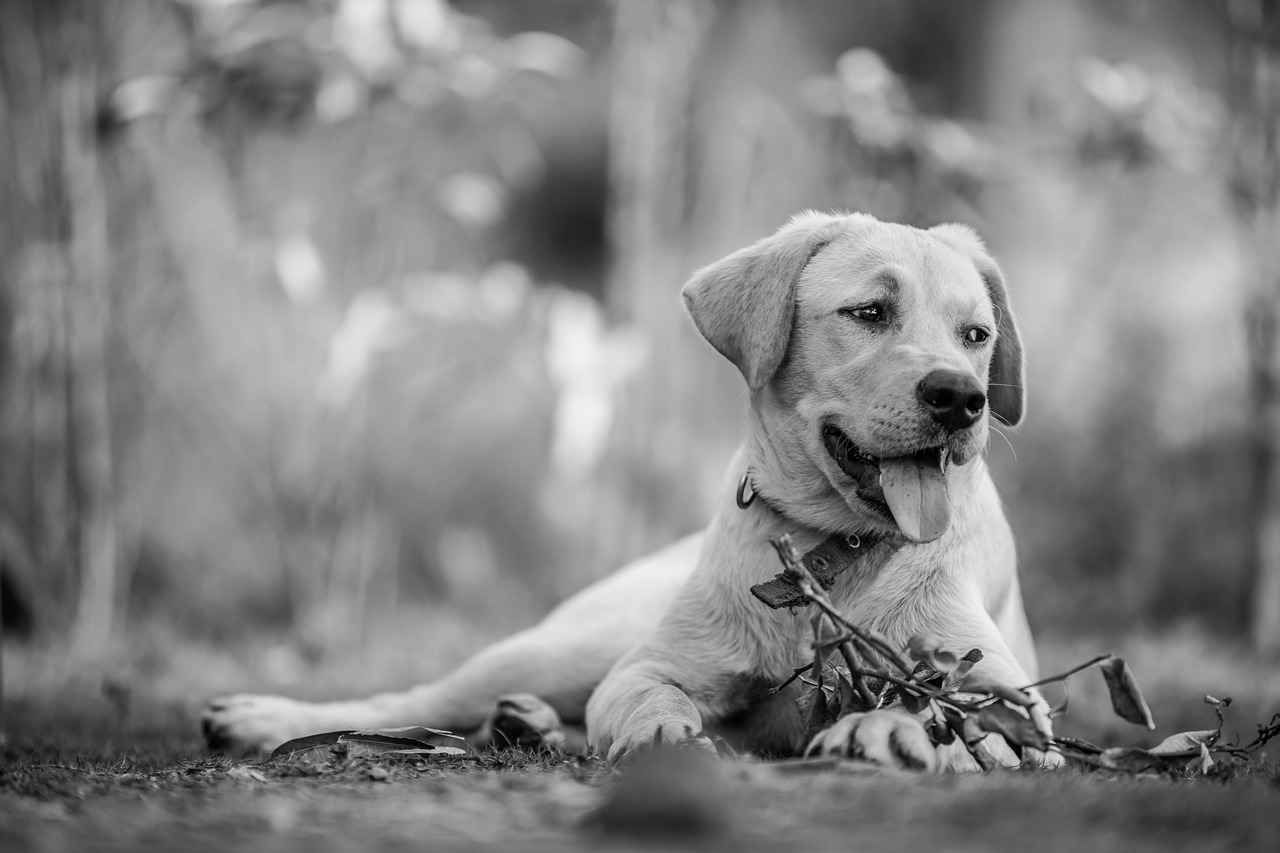 Key Features to Look for in Large Dog Beds