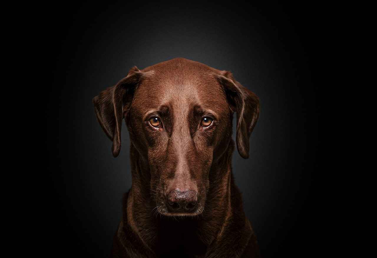 Conclusion: Investing in Your Dog’s Health