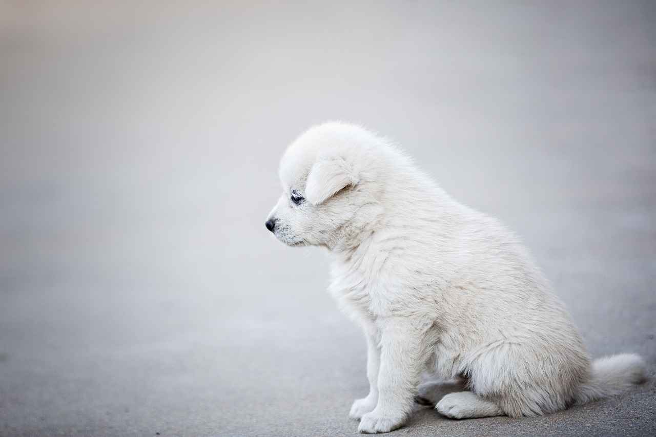 Why Dog Bed Steps Are Essential