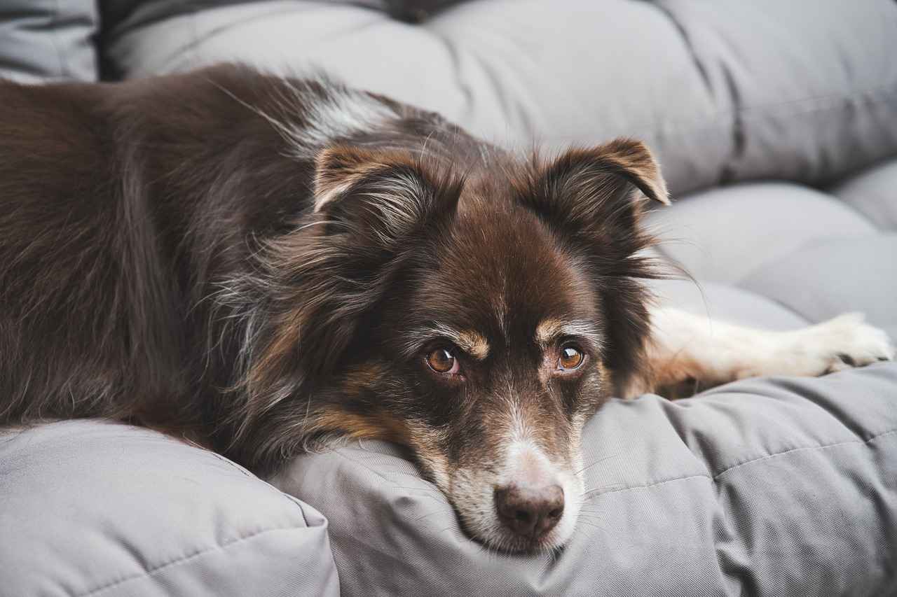 Where to Buy a Canopy Dog Bed