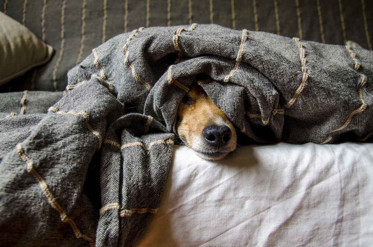 Why Choose a Dog Bed with Cover?
