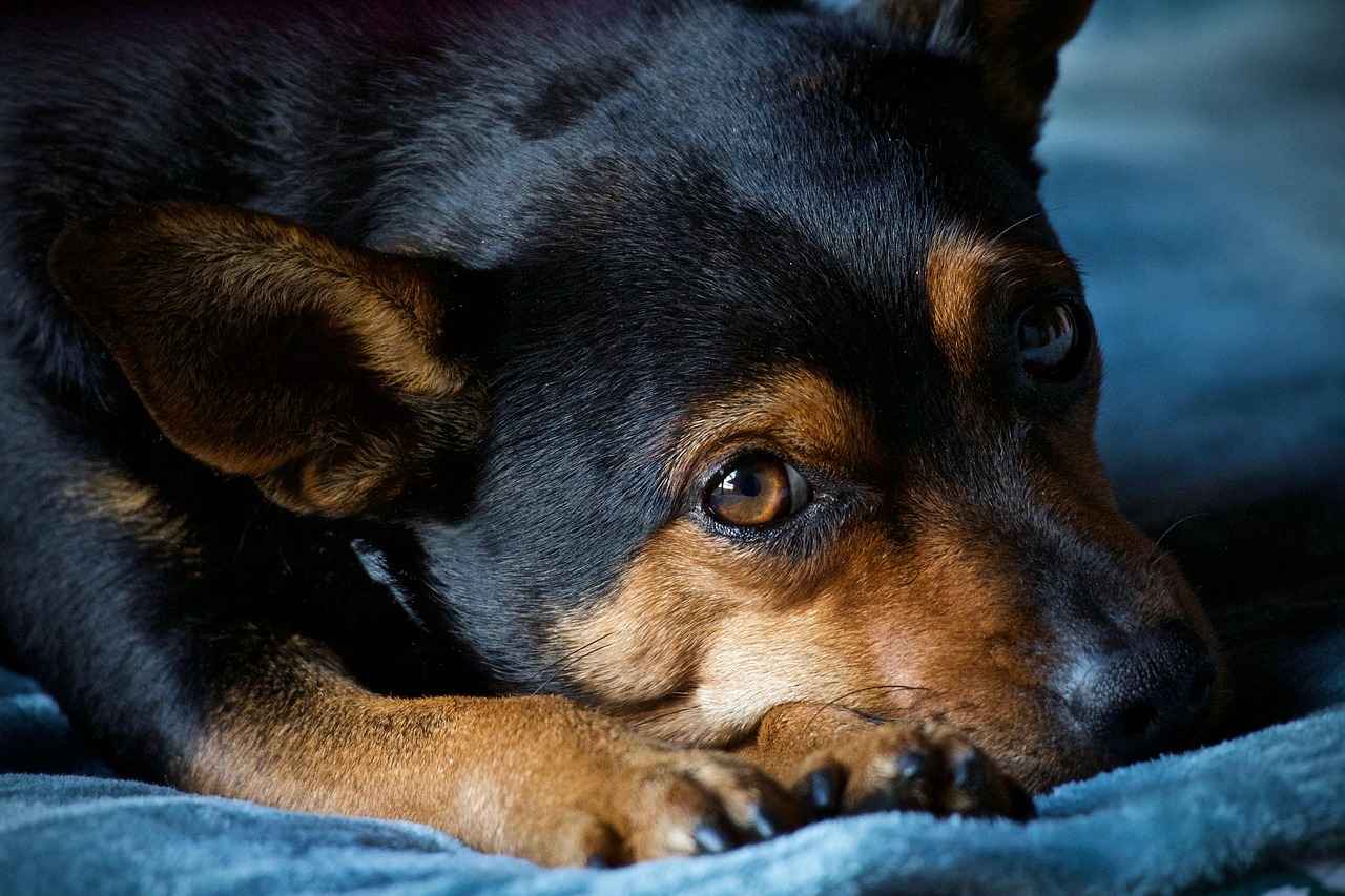 Maintaining Your Dog Bed with Cover