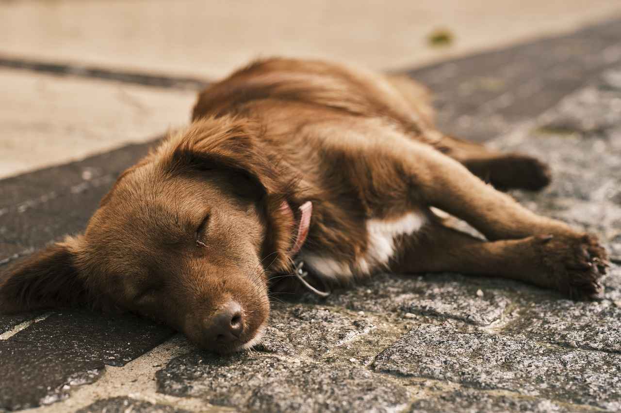 Choosing the Right Size Dog Bed