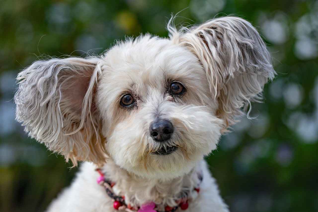 How to Choose the Right Dog Bed