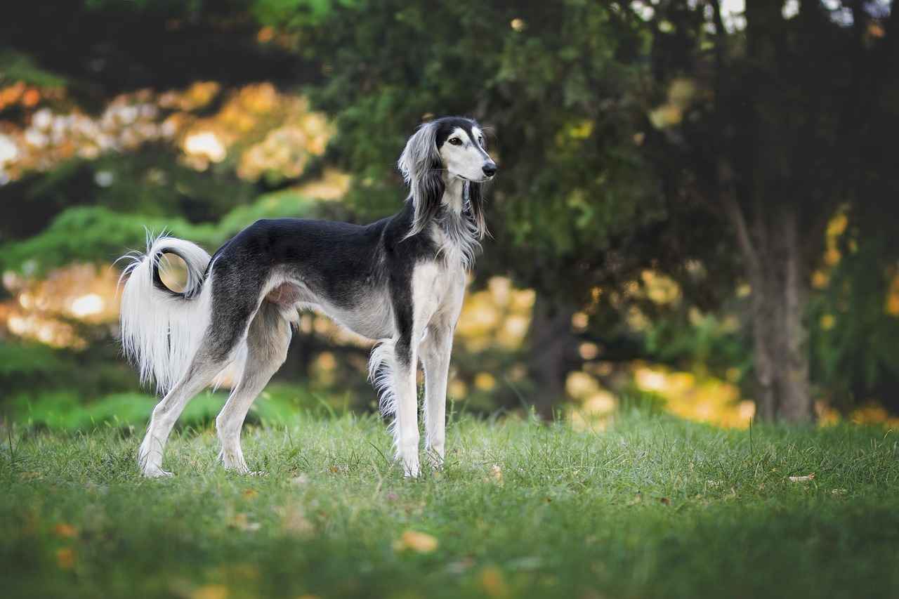 Care and Maintenance of Dog Beds
