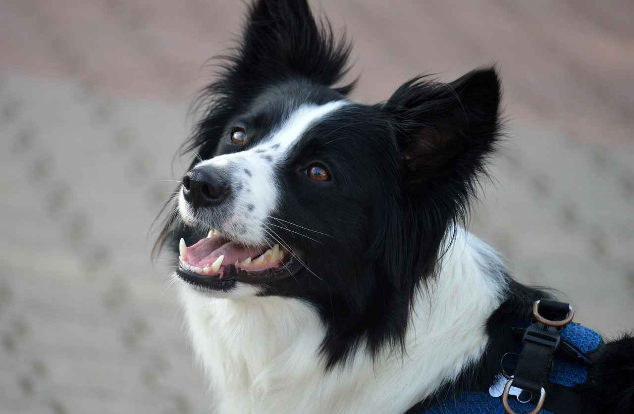 Why Quality Dog Beds Matter