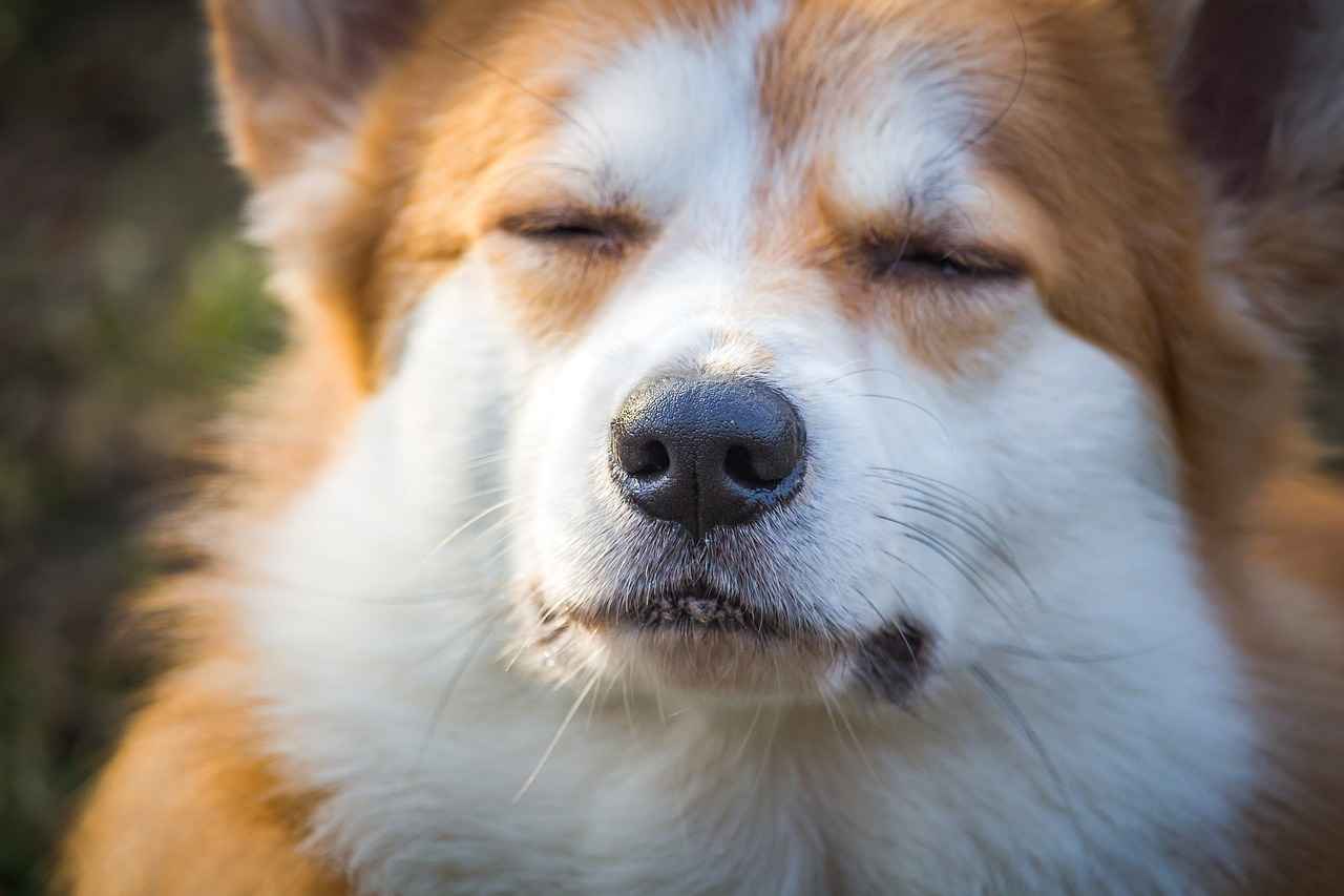 Maintaining Your Dog's Bed