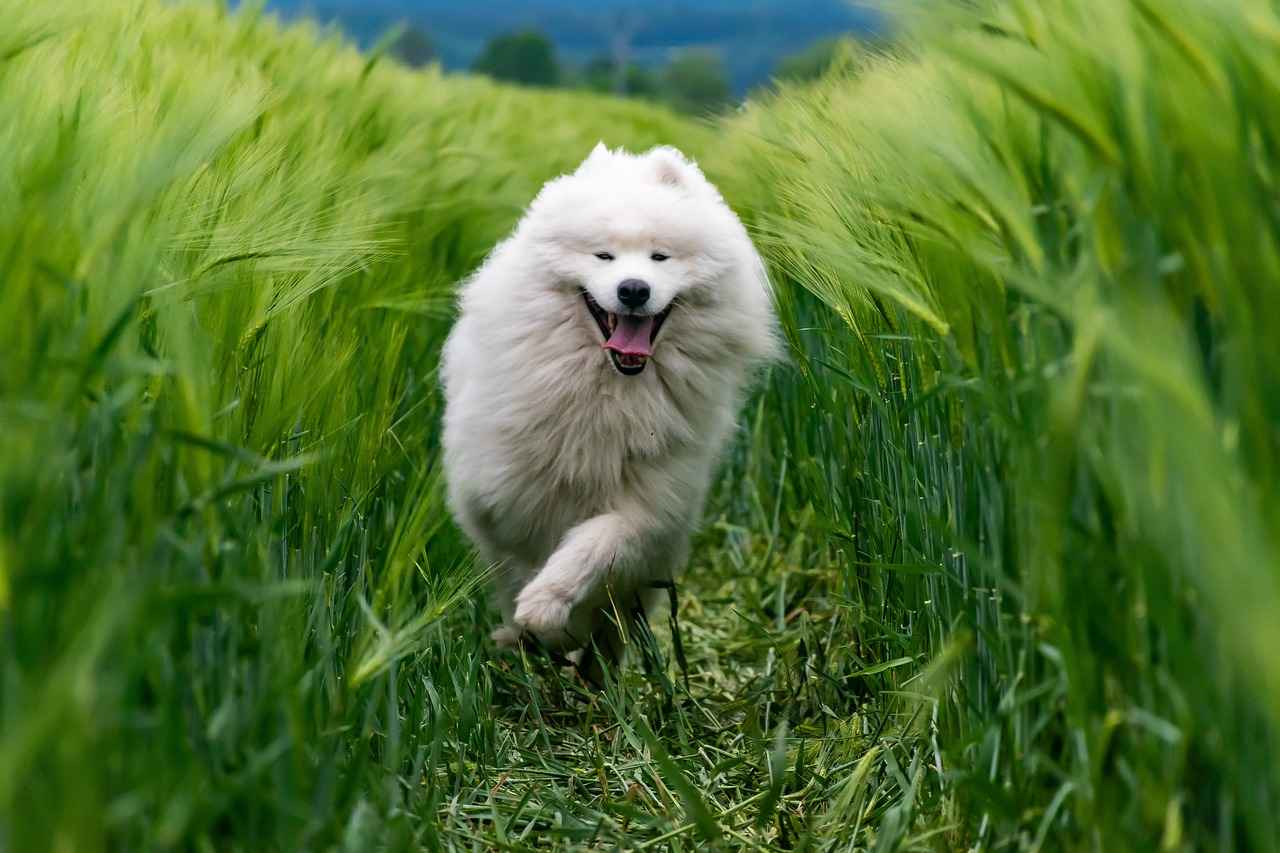 Conclusion: Best Deals for Your Pet's Comfort
