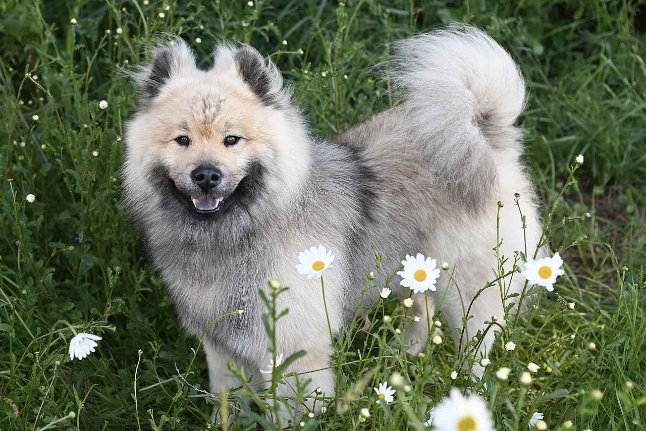 Types of Dog Beds Available