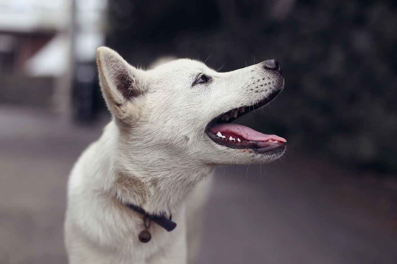 Care and Maintenance of Dog Beds
