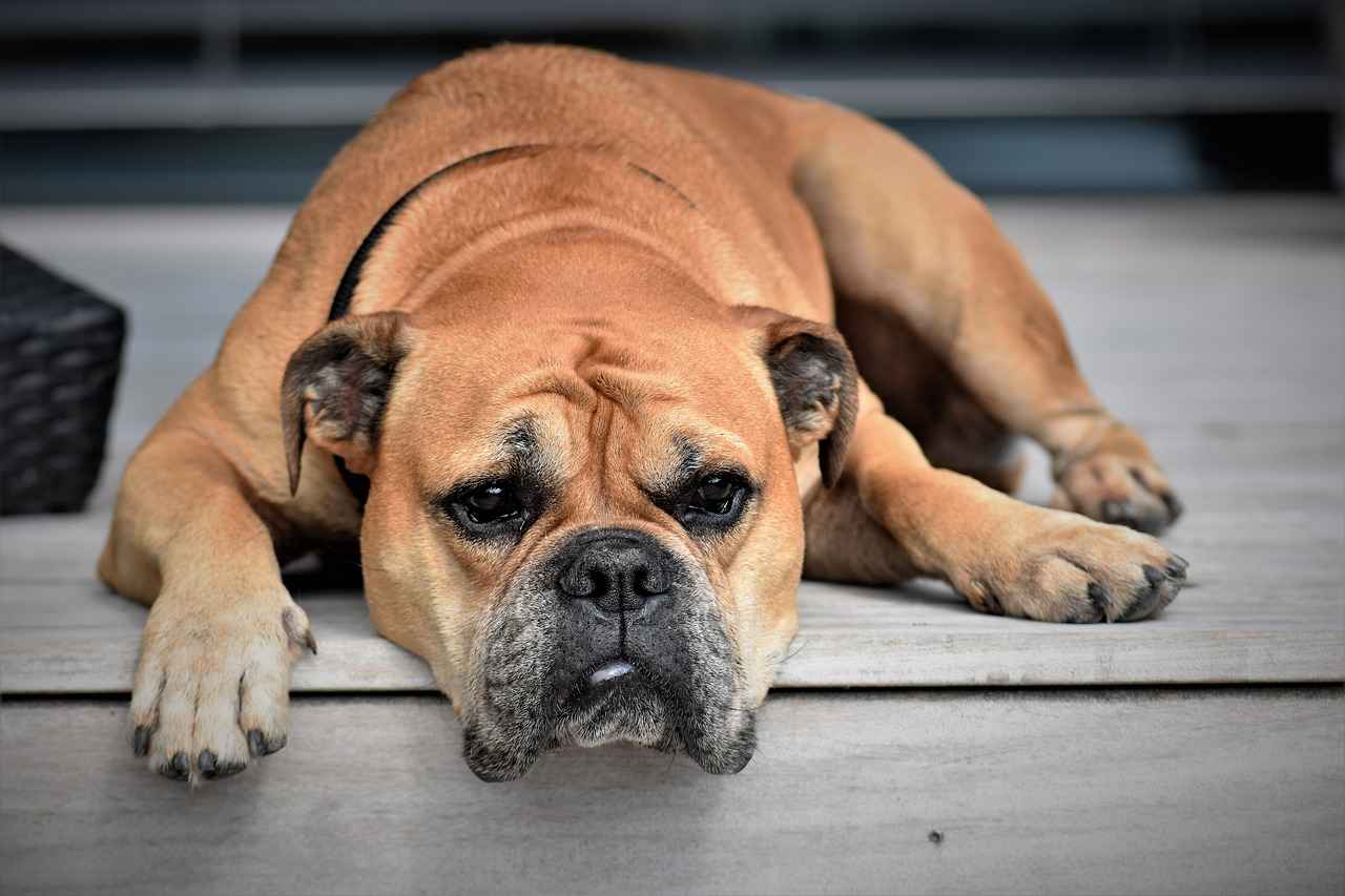 Conclusion: Keeping Your Dog's Nails Healthy