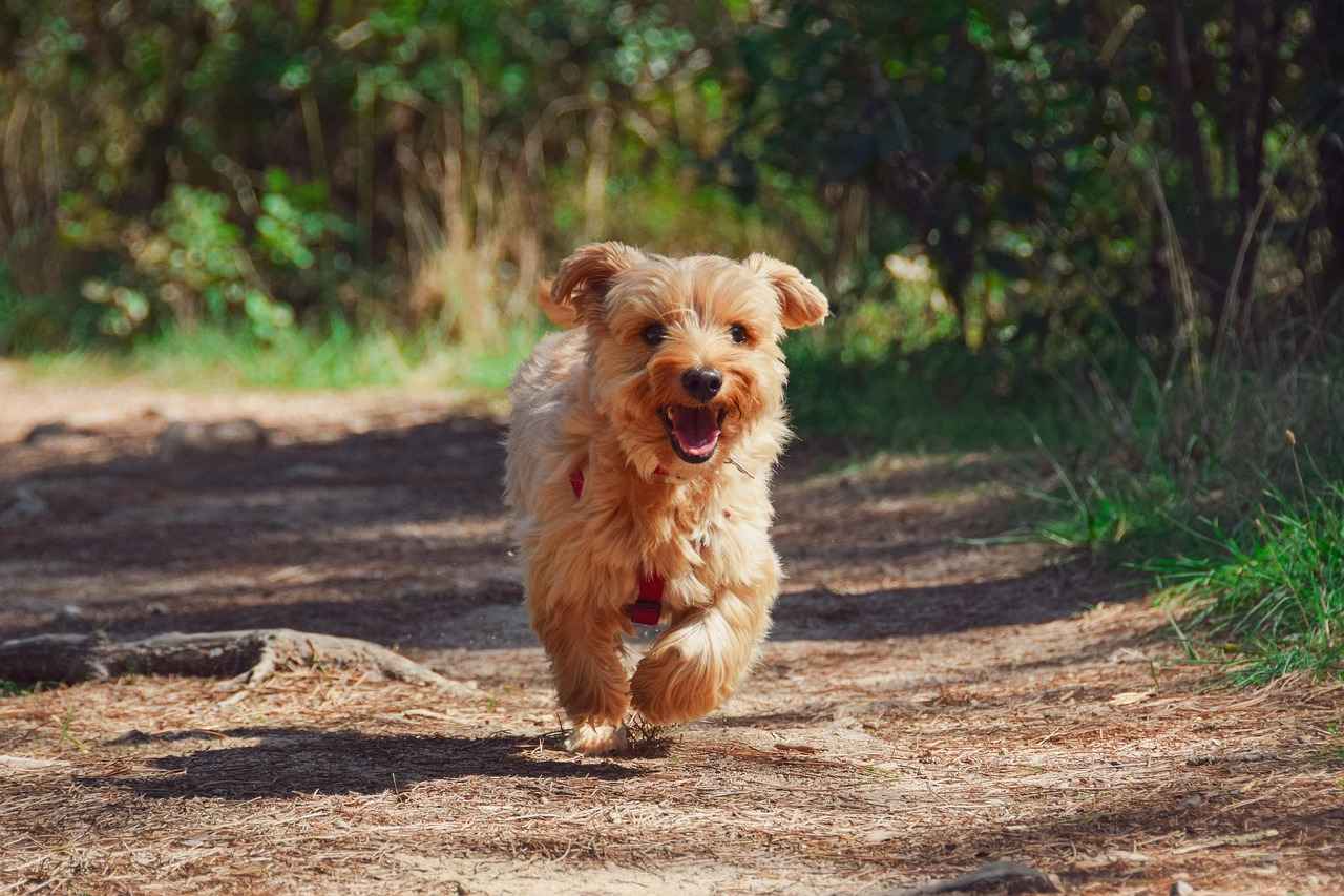 Safety Tips for Using Dog Stairs