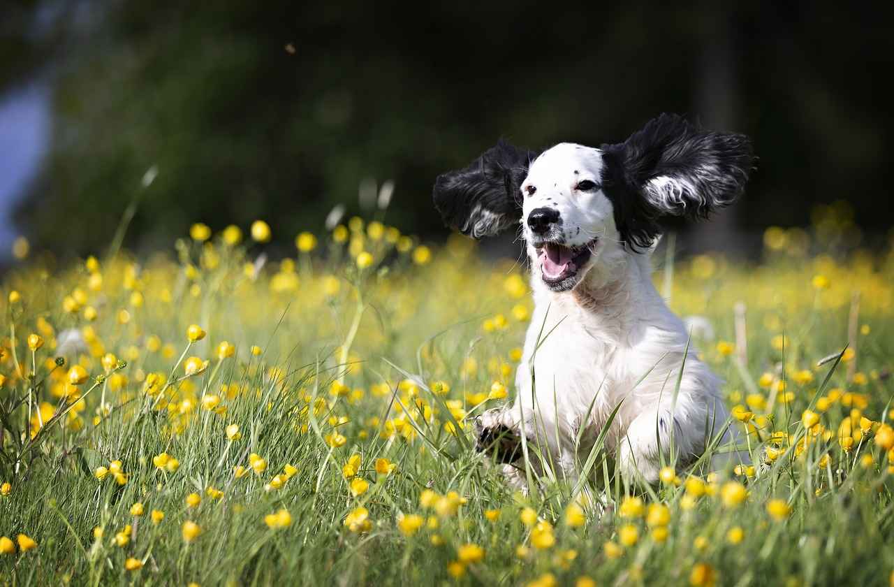 Why Invest in Dog Steps for Your Pet?