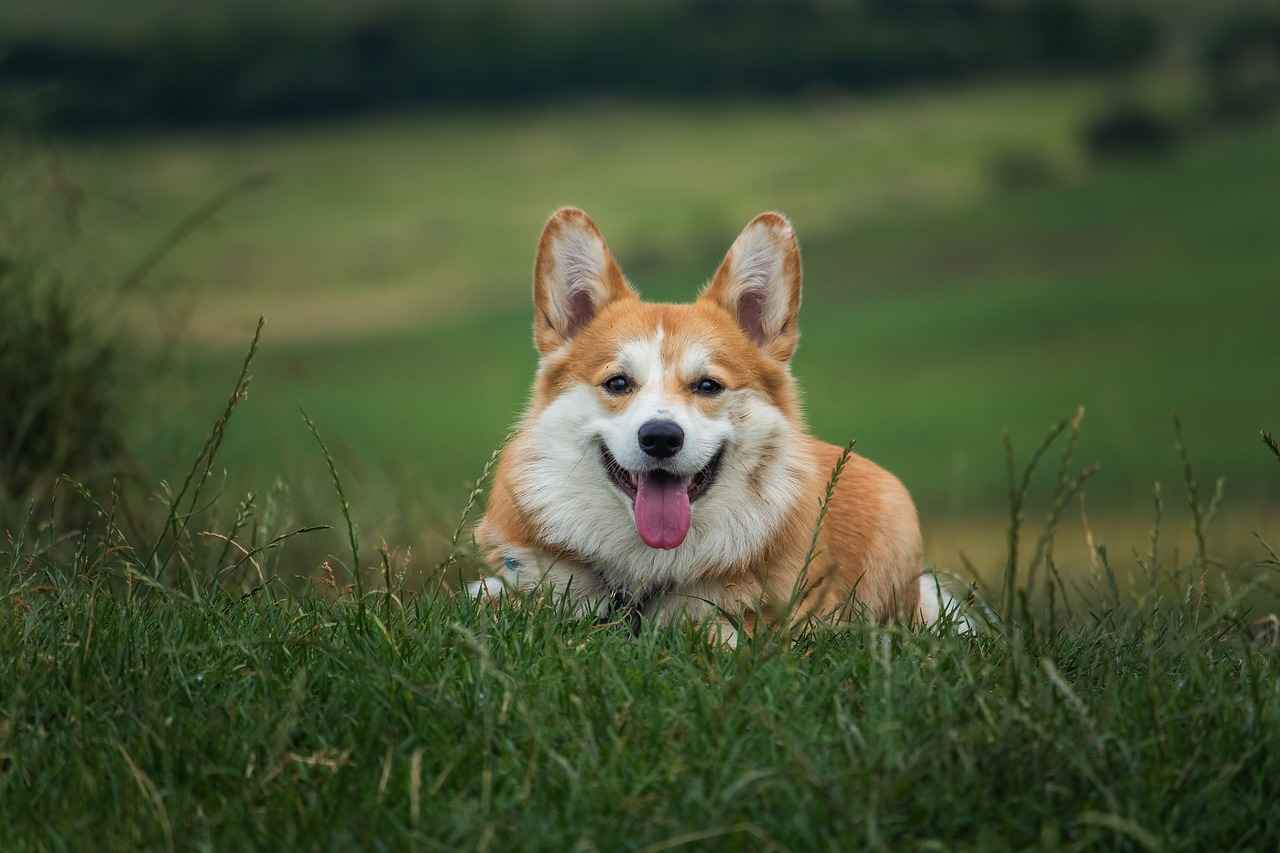 Training Your Dog to Use Steps