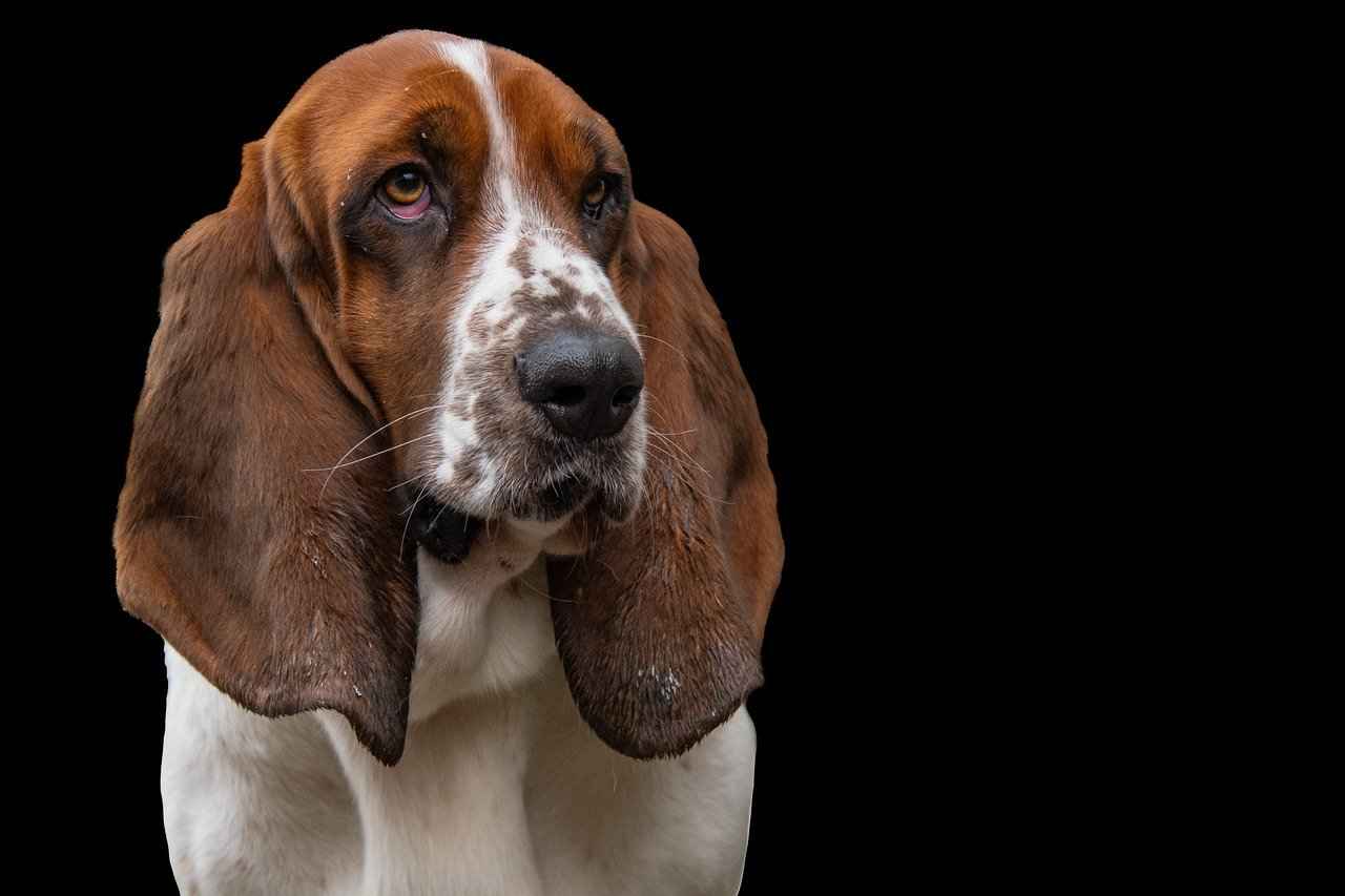 Maintaining Your Dog Steps