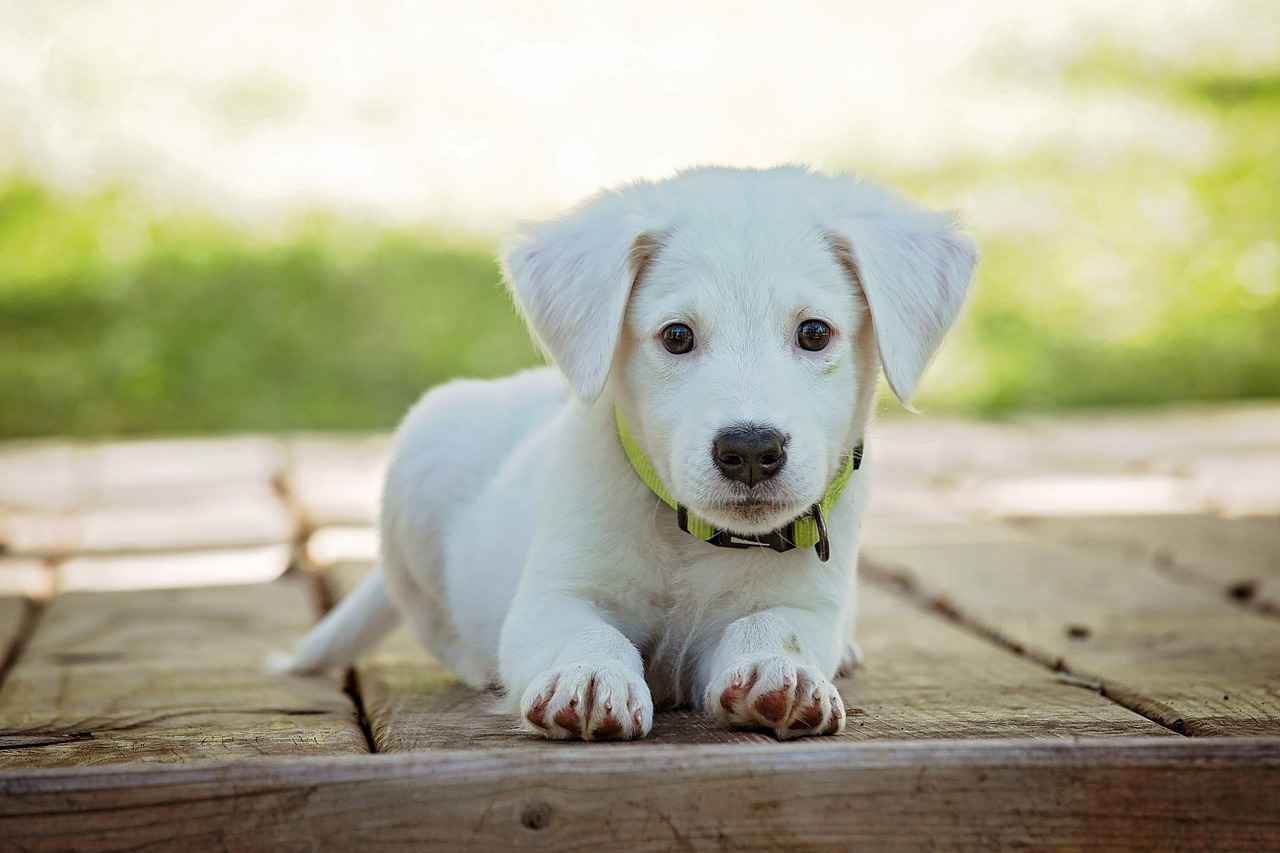 Conclusion: Enhancing Your Pet's Quality of Life