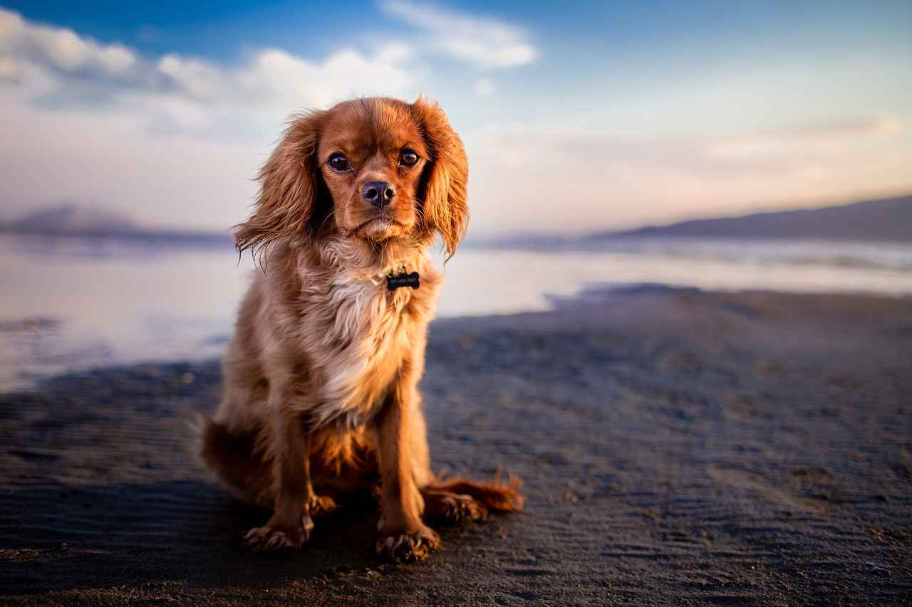 Choosing the Right Size for Your Dog