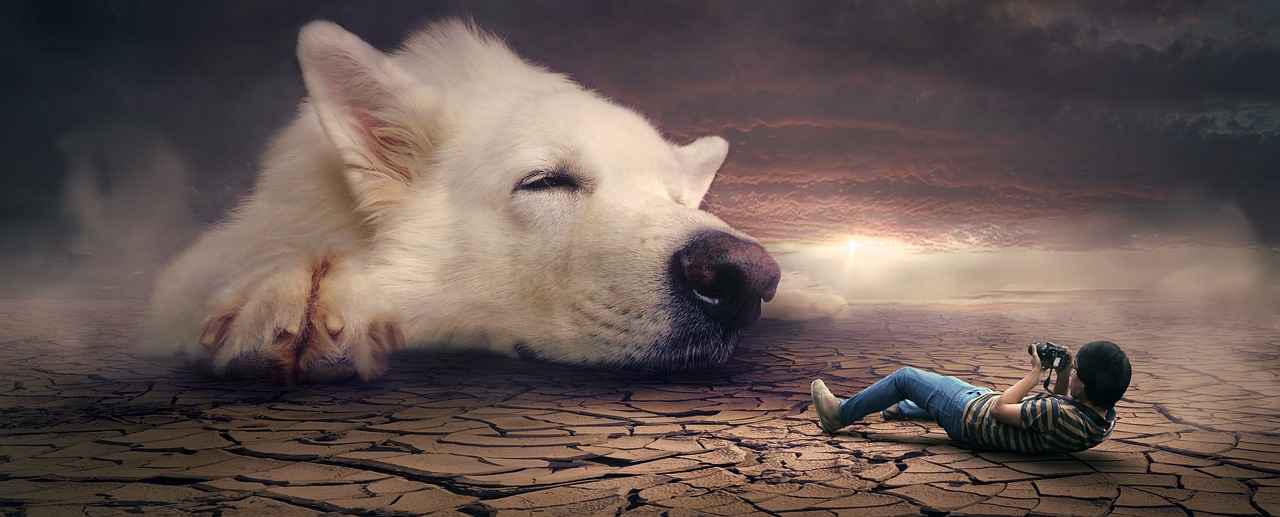 Benefits of Investing in a Quality Dog Bed