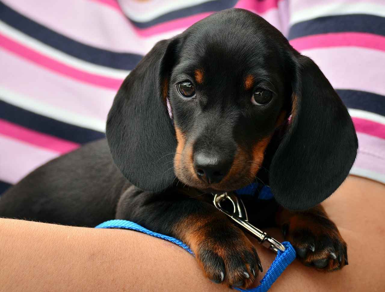 Conclusion: Making the Best Choice for Your Big Dog